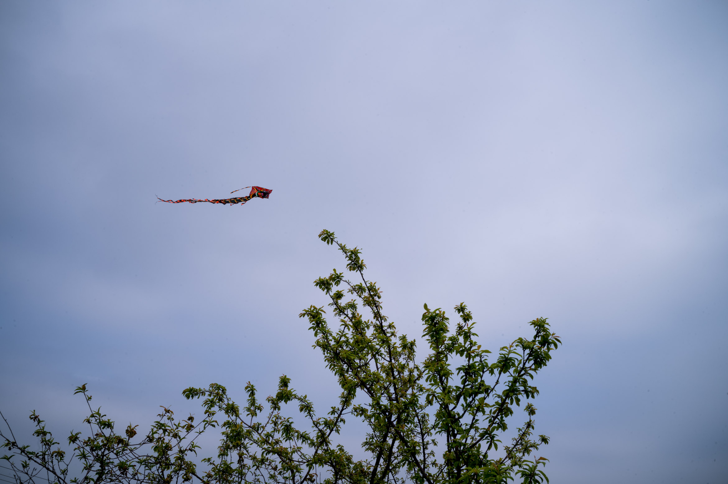 Flying kites during Qingming Festival 清明节有人在放风筝