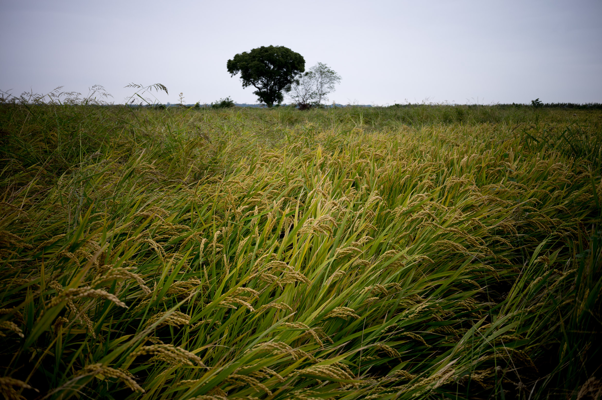 Rice fields in the countryside outside Suzhou 苏州郊外的稻田