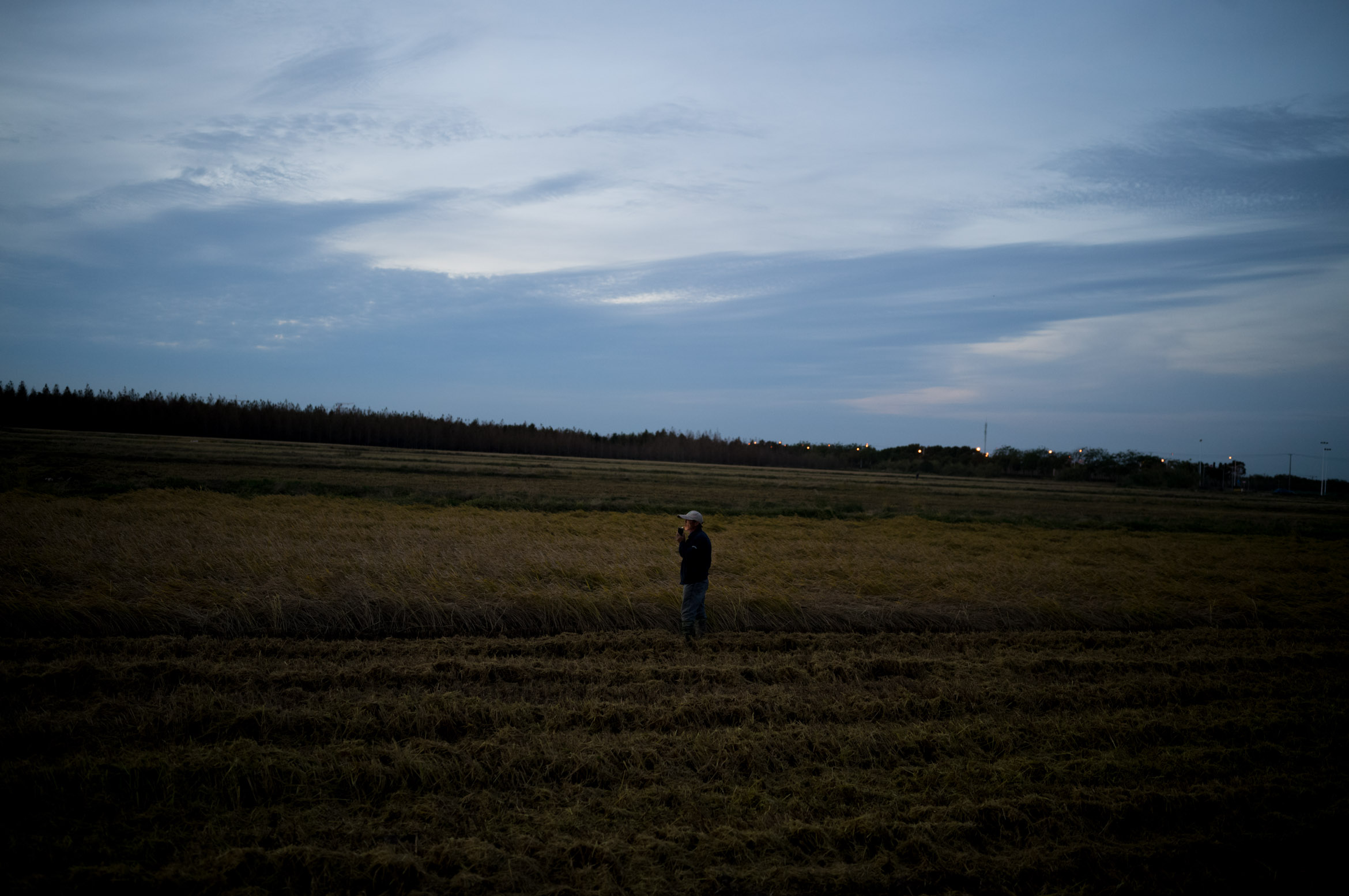 Rice farmers harvesting on Chongming Island 崇明岛的农民在收割稻谷