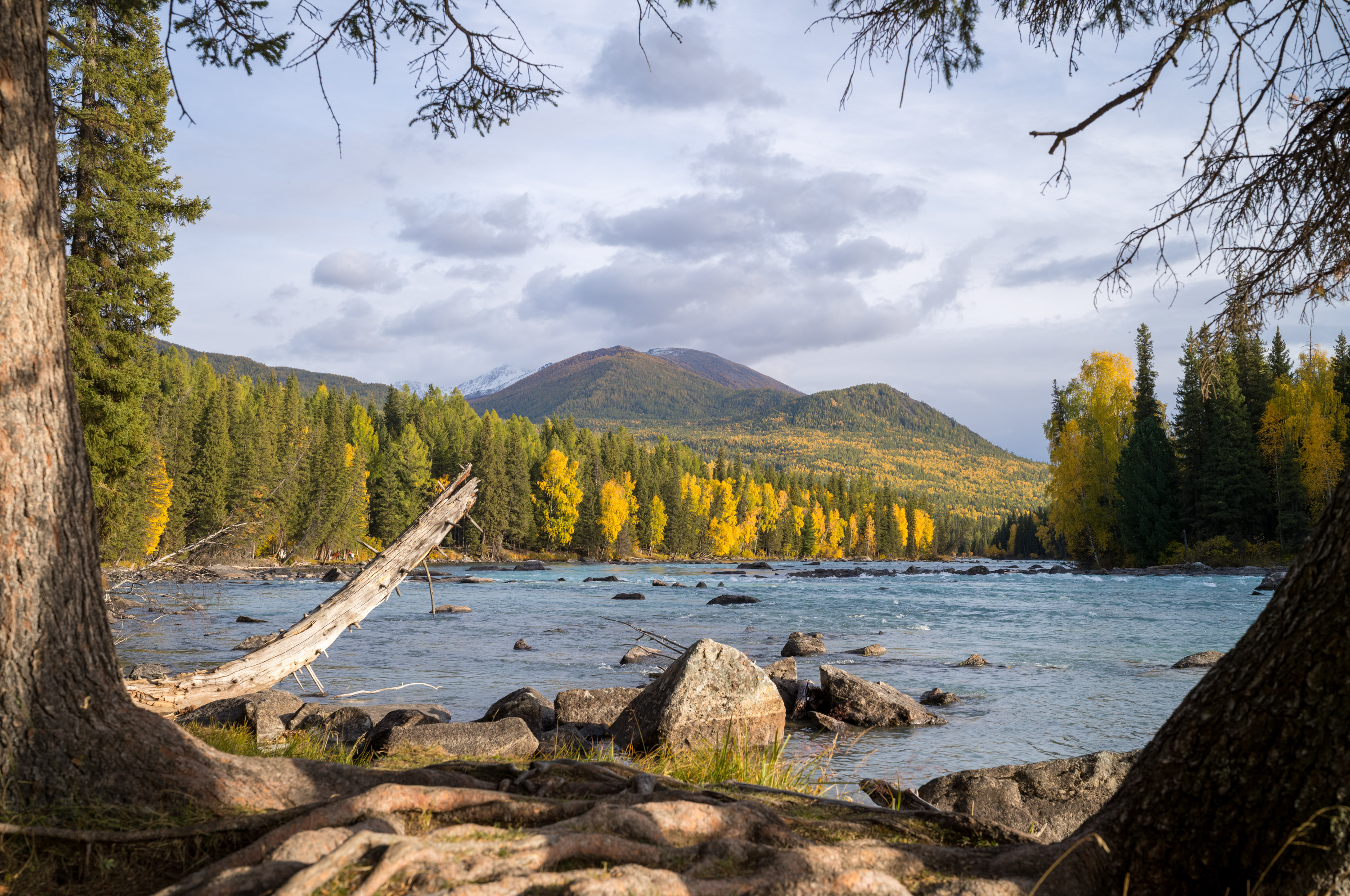 9 月中旬的喀纳斯