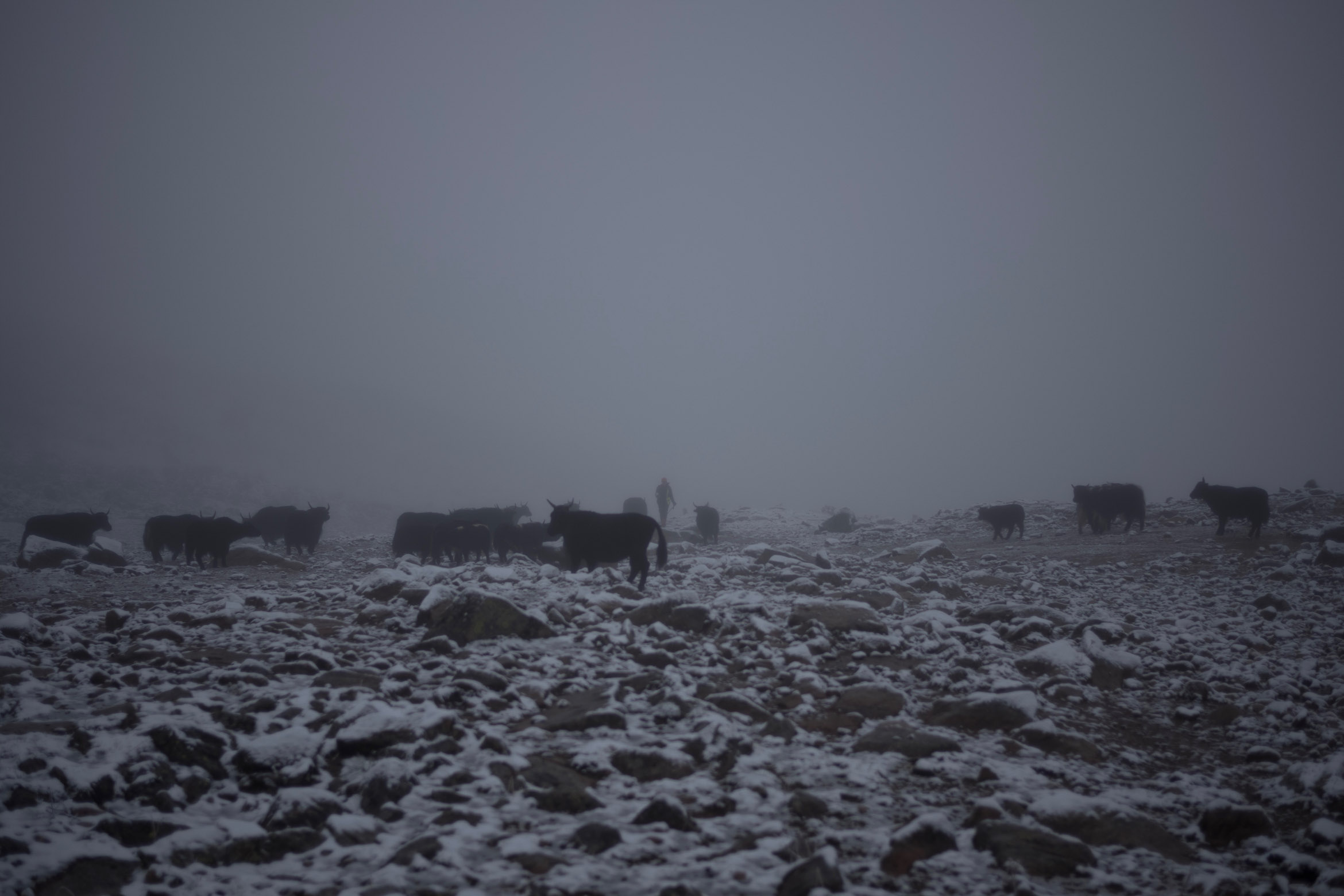 Yaks and their owner 牦牛与它们的主人