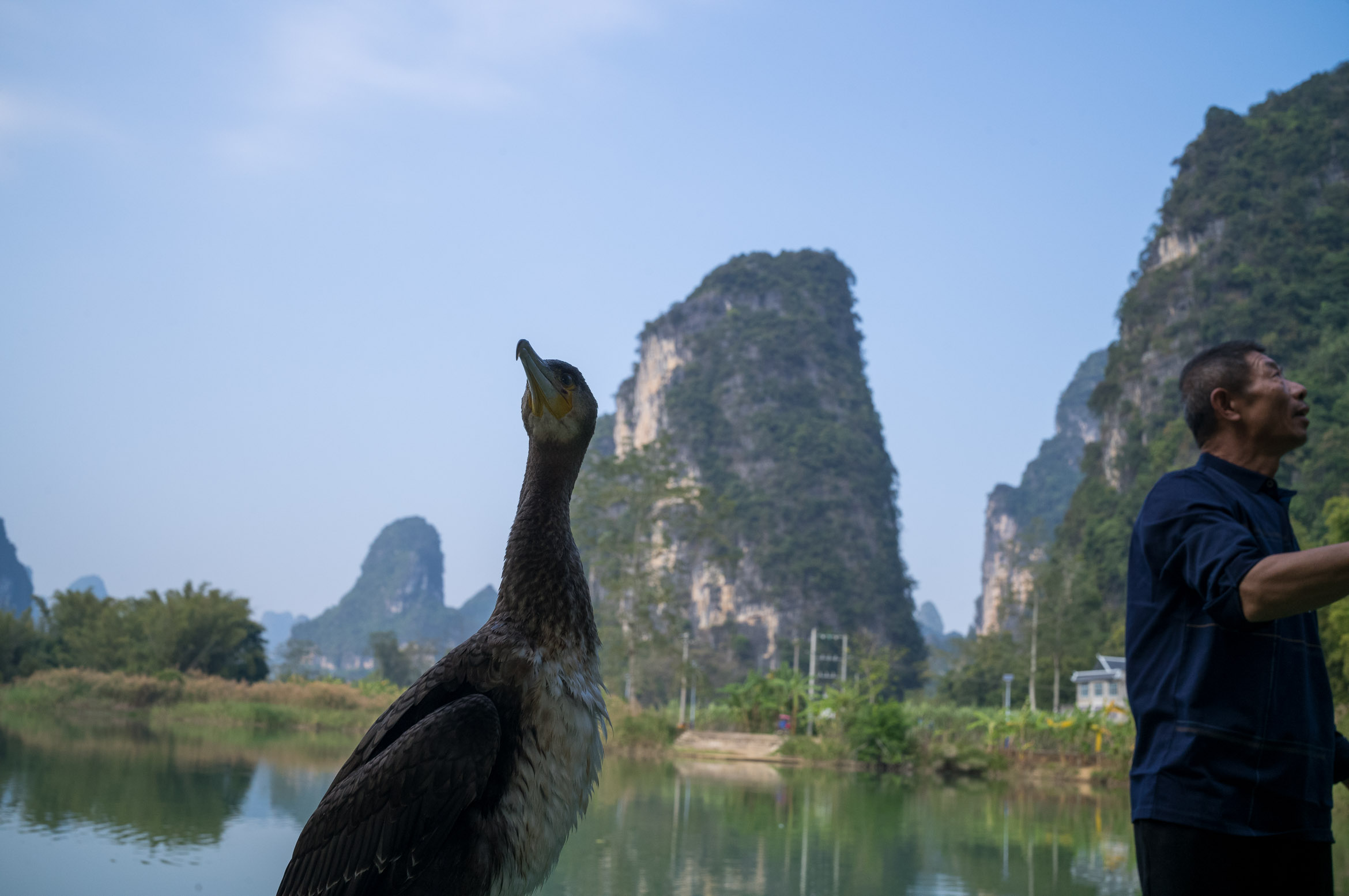 Villager and his fishing cormorant getting ready to work 村民和他的鸬鹚准备工作