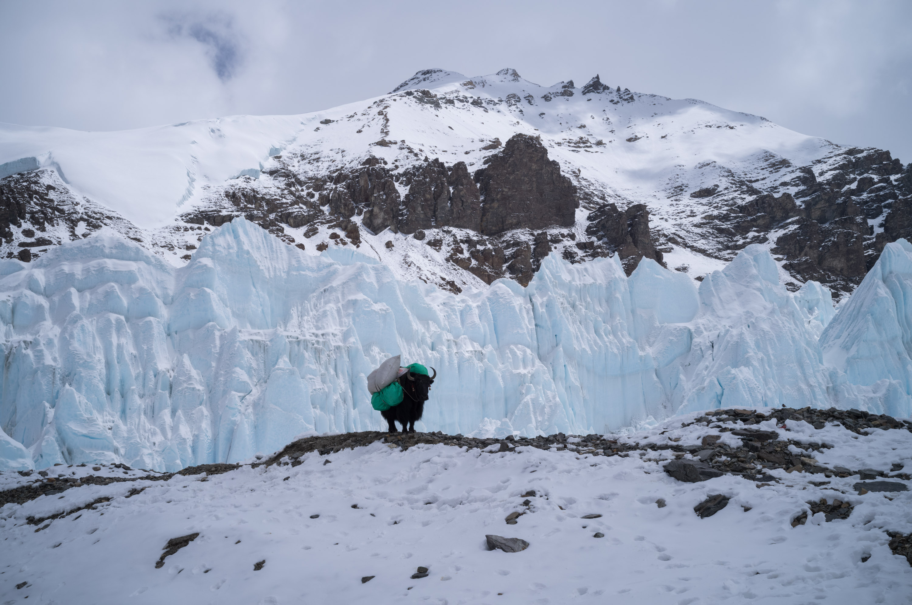 Yaks serve as the one and only carriers. 牦牛是唯一的运输工具.