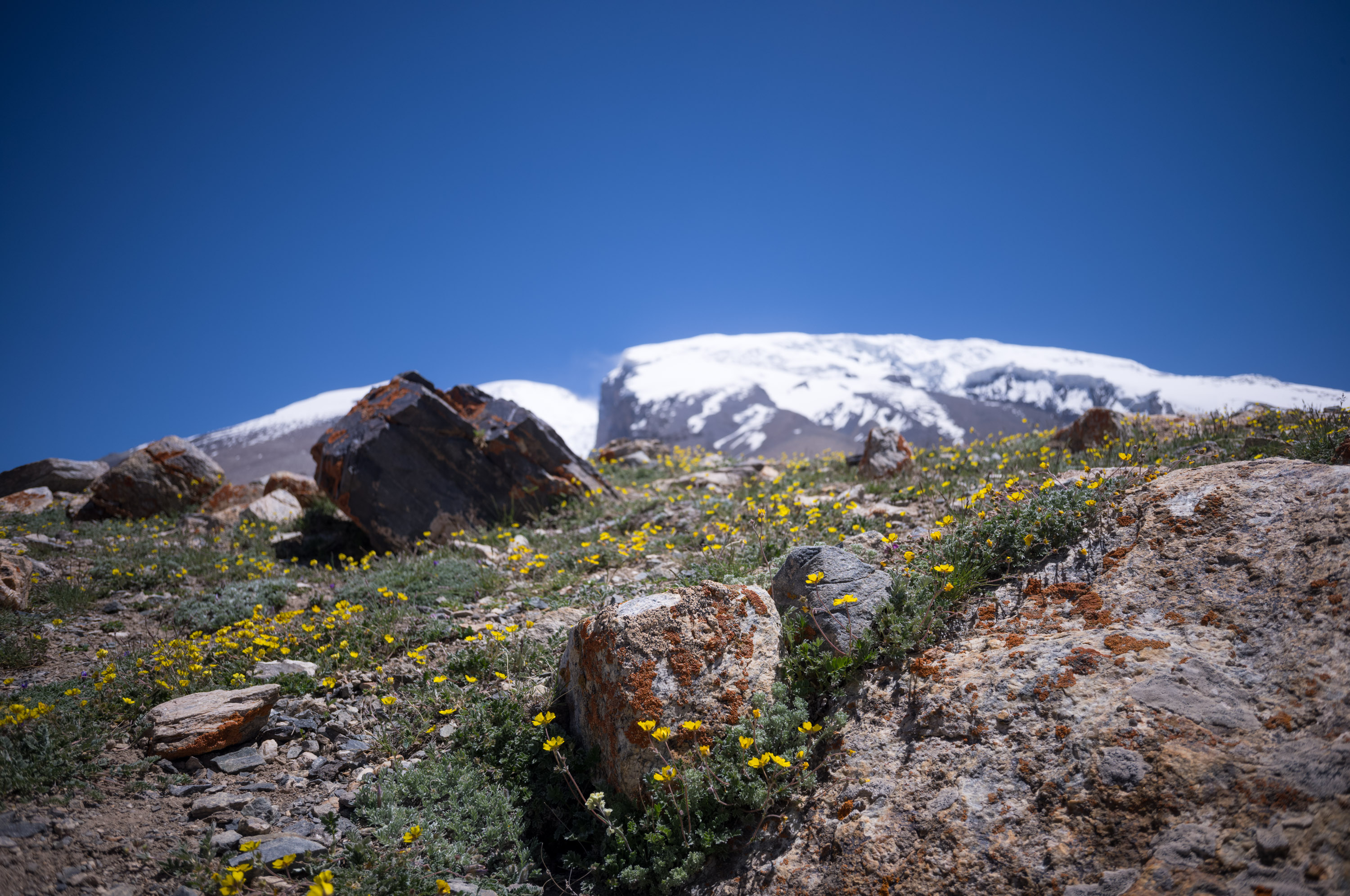 Potentilla flowers (likely Potentilla species) with the massive snow-capped Muztagh Ata peak in the background. 黄色的小花应该是委陵菜属植物，背景的巨大雪山就是慕士塔格峰。